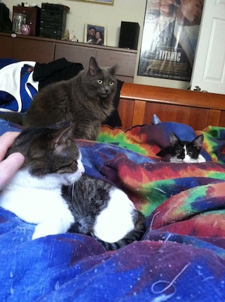 My kittens: Tiger, Leeloo, and Arya